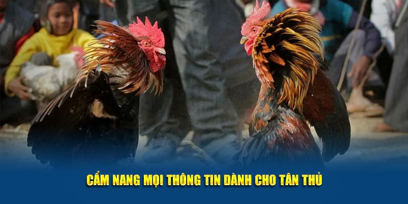 Cẩm nang mọi thông tin dành cho tân thủ