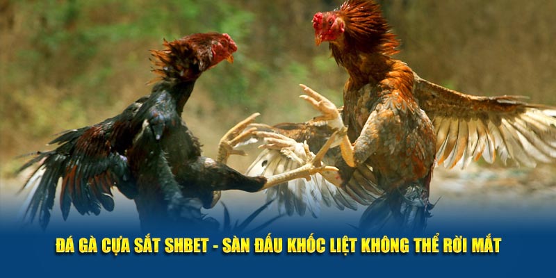 Đá Gà Cựa Sắt SHBET - Sàn Đấu Khốc Liệt Không Thể Rời Mắt